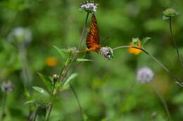 Imagem de Euptoieta hegesia meridiania Stichel 1938