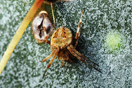 Image of Neoscona utahana (Chamberlin 1919)