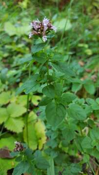 Image of Origanum vulgare subsp. vulgare