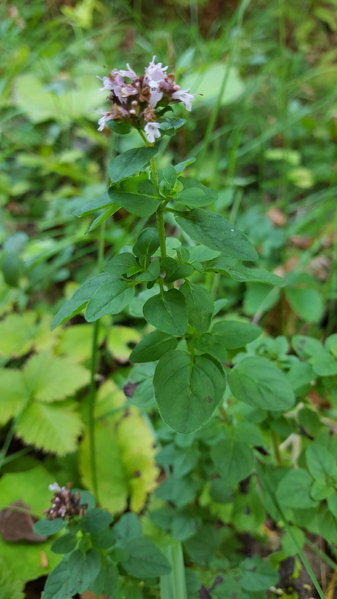 Image of Origanum vulgare subsp. vulgare