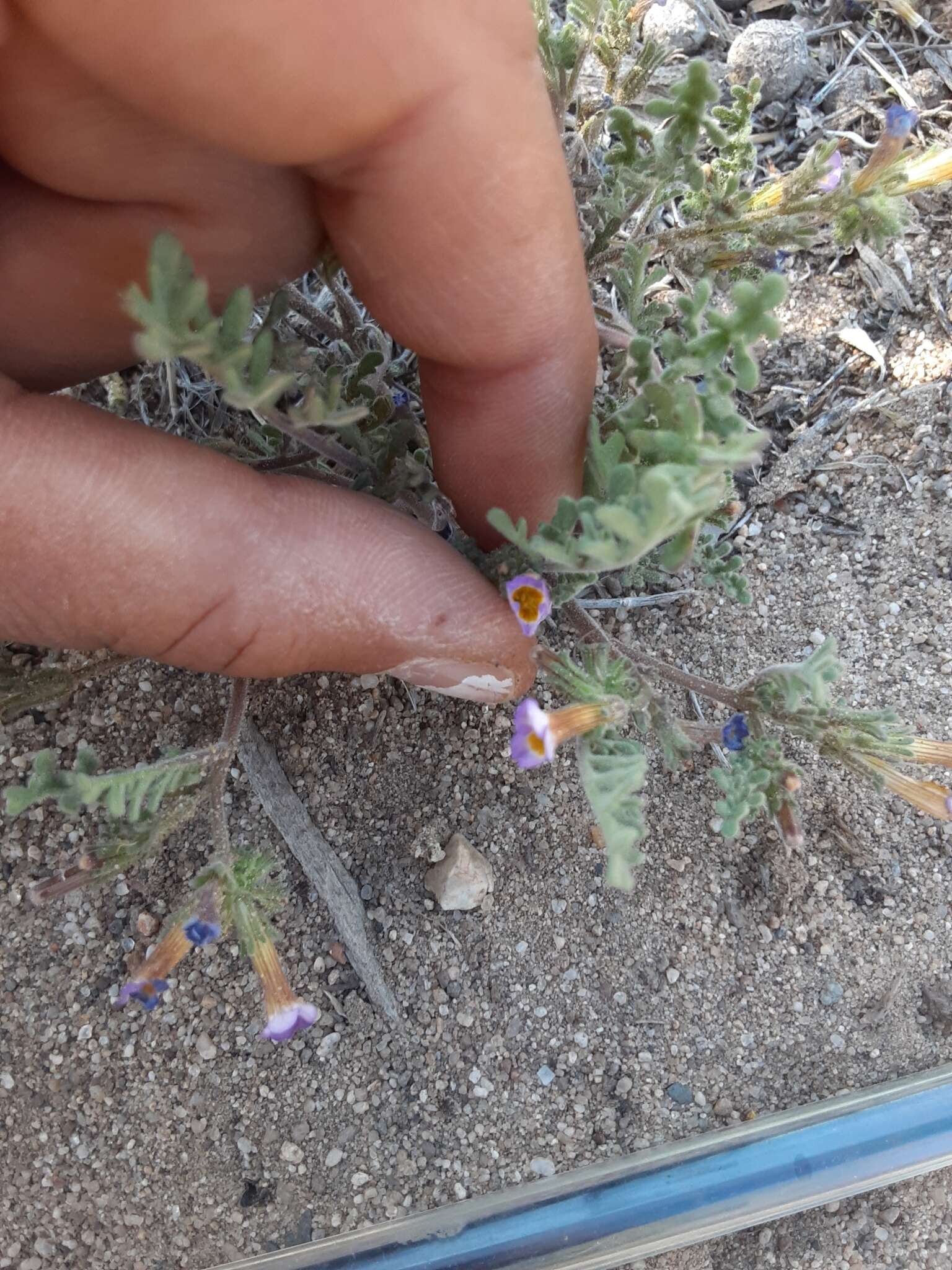 Image of twocolor phacelia