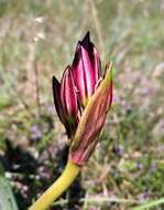 Image of Crinum lineare L. fil.