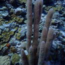 Image of corky sea finger