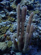 Image of corky sea finger