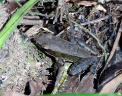 Image of Indosylvirana indica (Biju, Garg, Mahony, Wijayathilaka, Senevirathne & Meegaskumbura 2014)