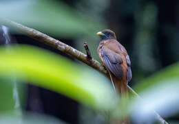 Image de Trogon des Philippines