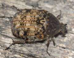 Image of Bumble Flower Beetle
