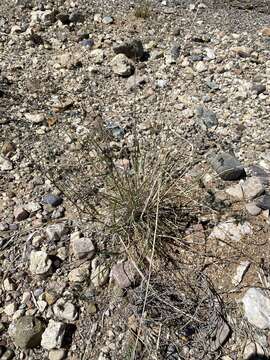 Image of African lovegrass