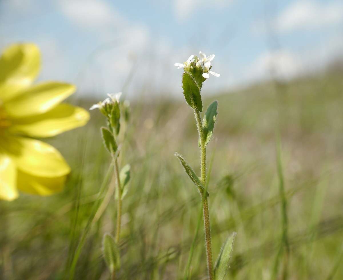 Image de Arabis nova Vill.