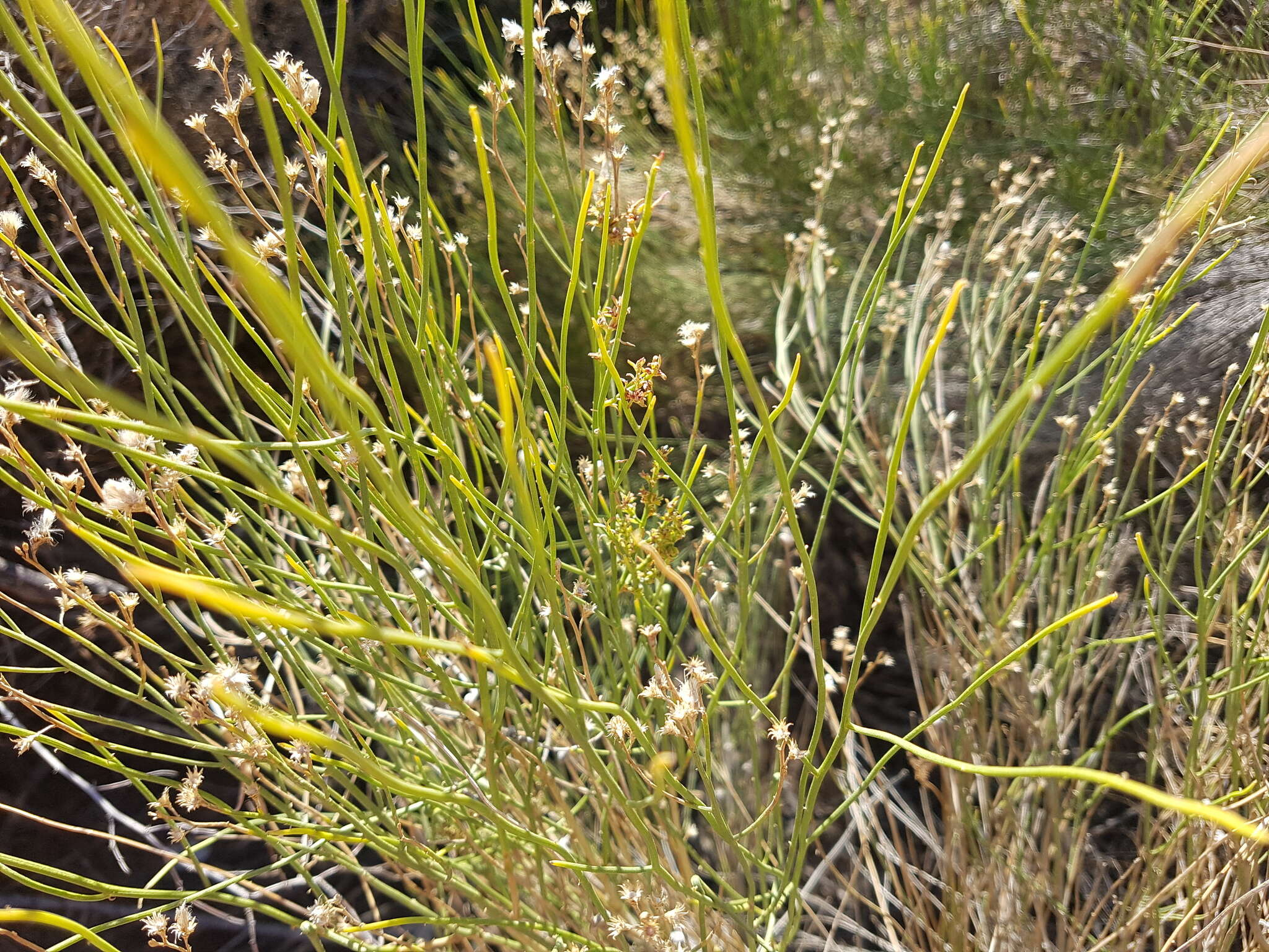 Imagem de Pseudobaccharis spartioides (Hook. & Arn.) Cabrera