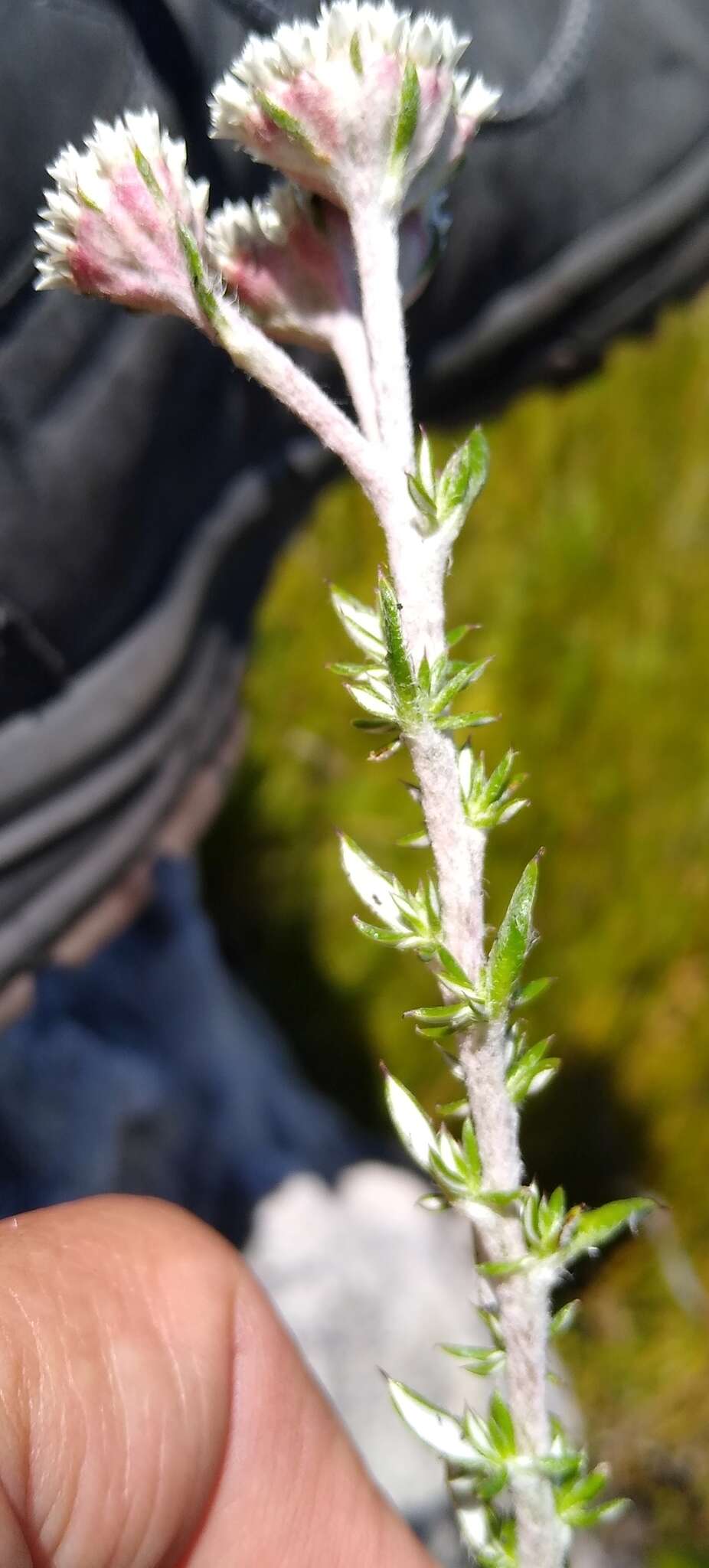Image of Metalasia confusa Pillans