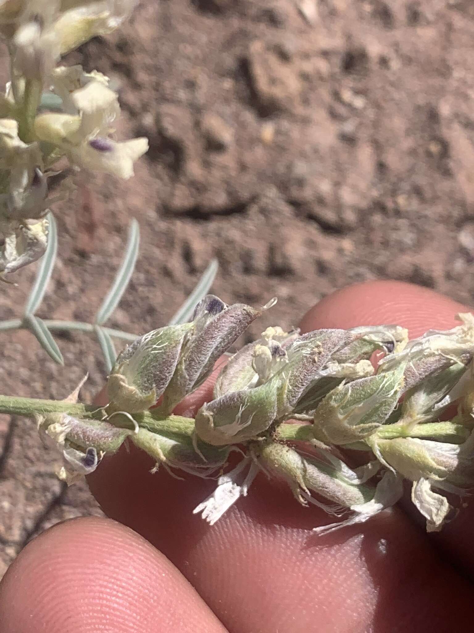 Sivun Astragalus flavus Nutt. ex Torr. & A. Gray kuva