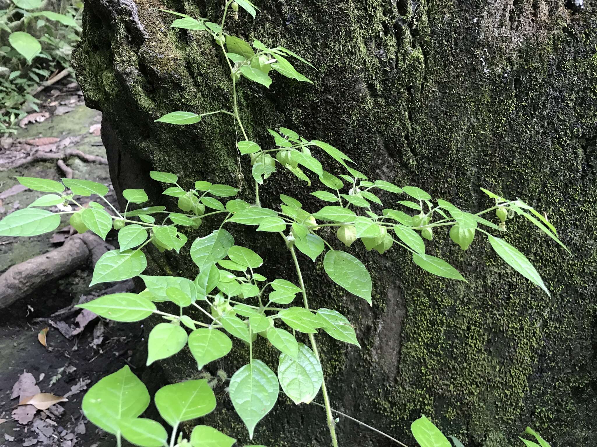 Image of Physalis minimaculata Waterf.