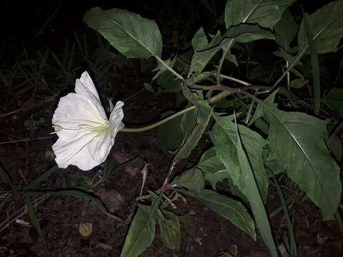 Image of <i>Oenothera centaurifolia</i>