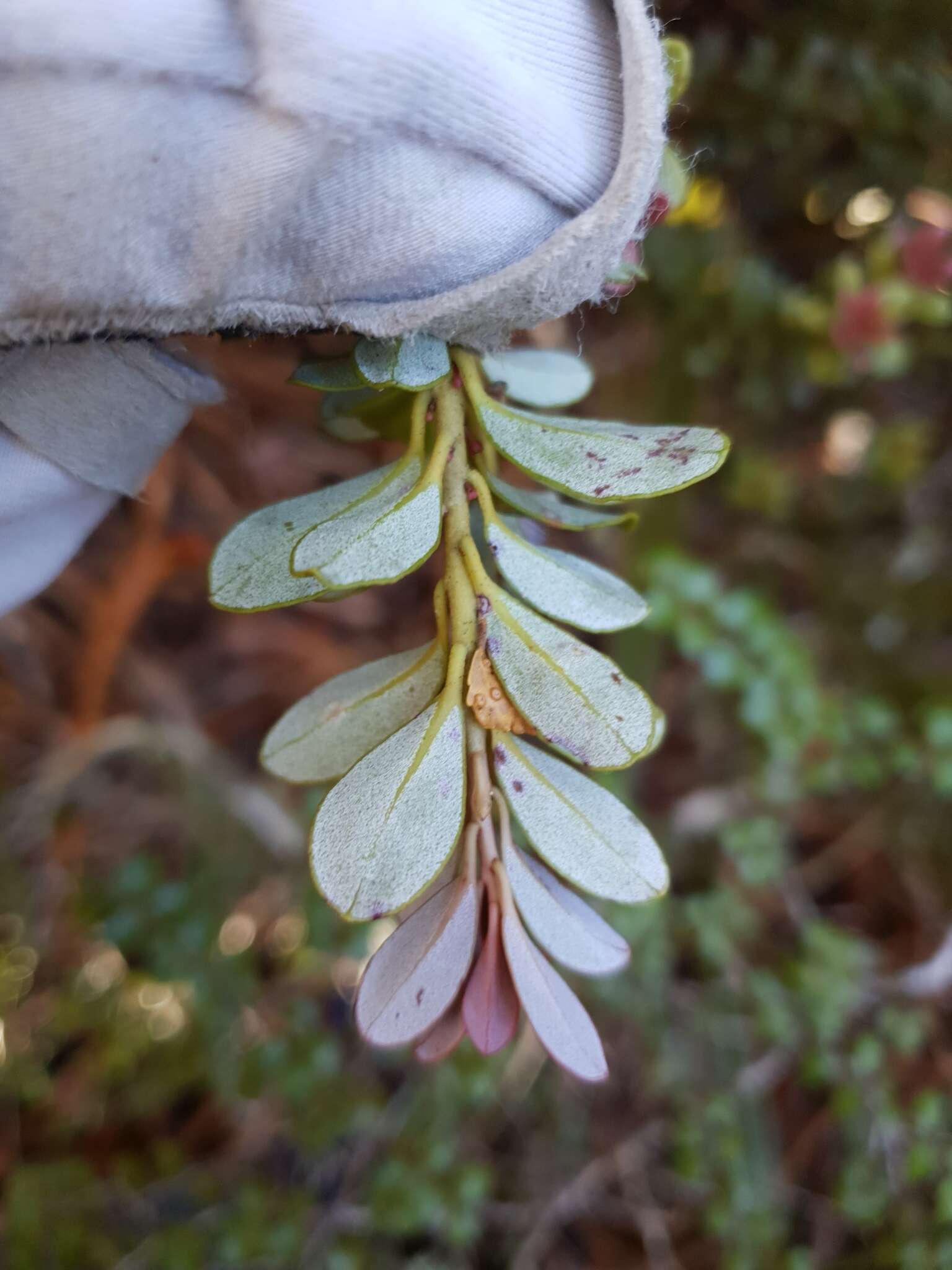 Image de Pseudowintera traversii (J. Buch.) Dandy