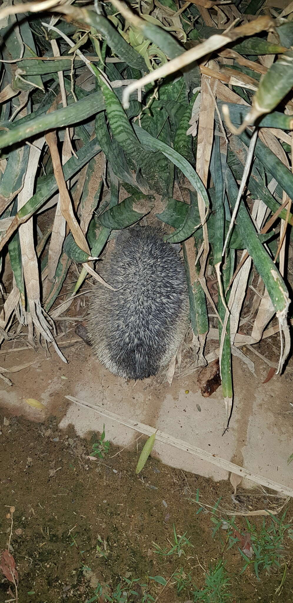 Image of Desert Hedgehog