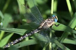 Image of Olive Clubtail