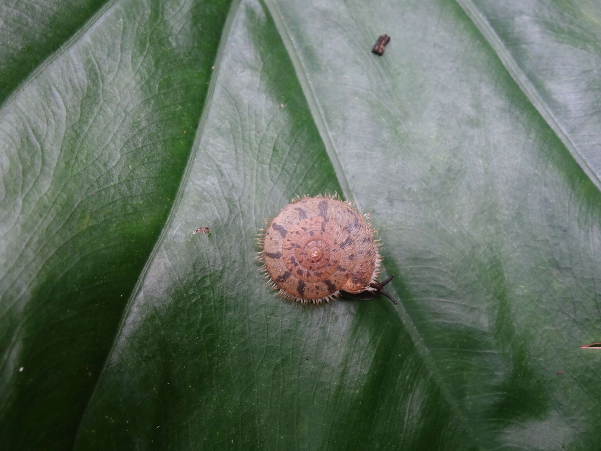 Plancia ëd Plectotropis mackensii