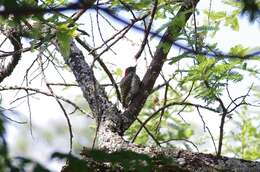 Image of Golden-tailed Woodpecker