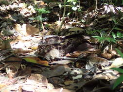 Image of Collared Nightjar