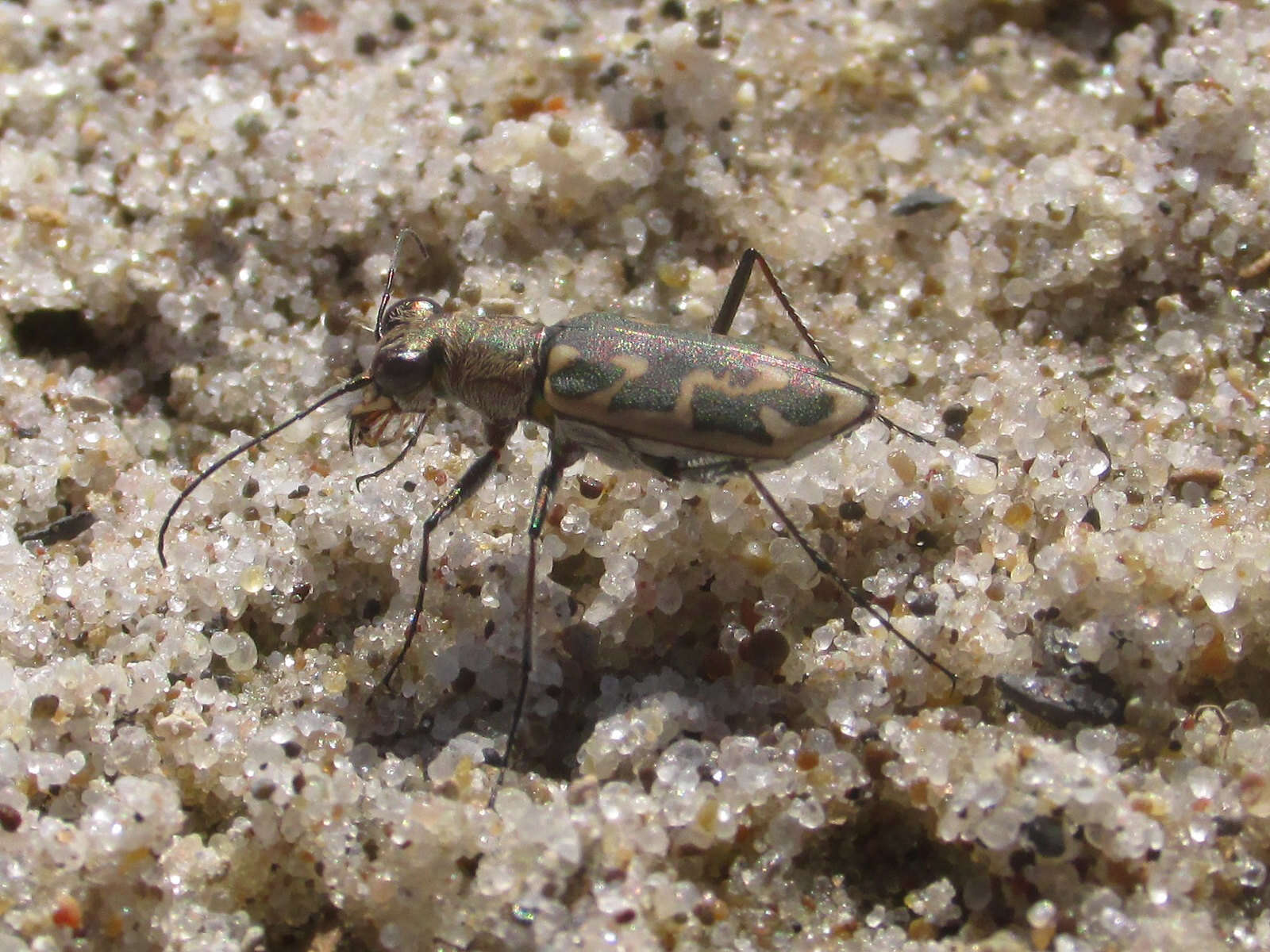 Image of Ellipsoptera macra macra (Le Conte 1856)