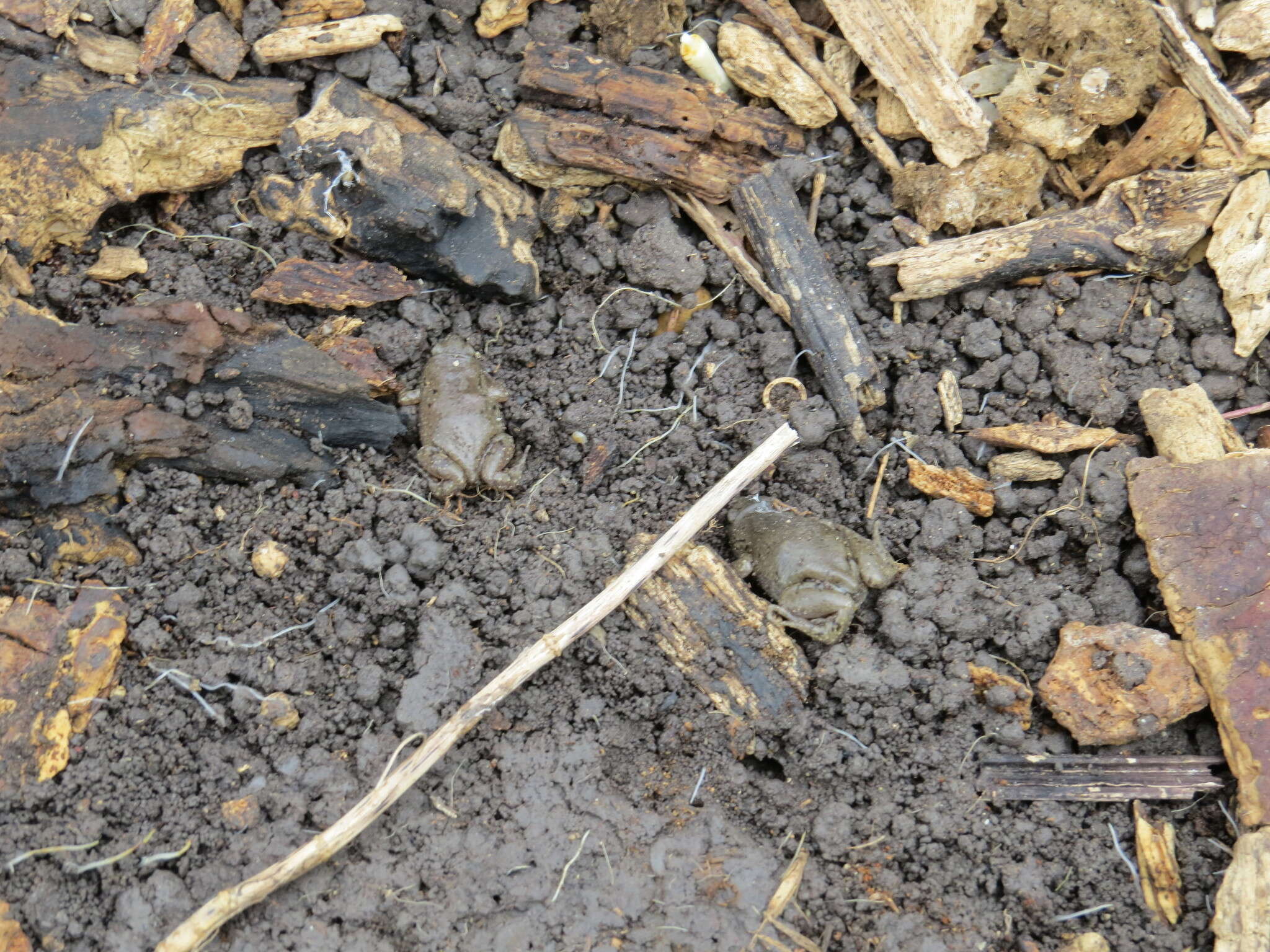 Image of Great Plains Narrowmouth Toad