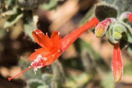 Image de Epilobium canum subsp. latifolium (Hook.) P. H. Raven