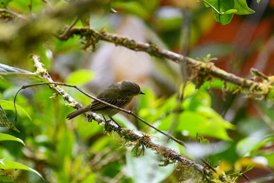 Image of Choco Tyrannulet