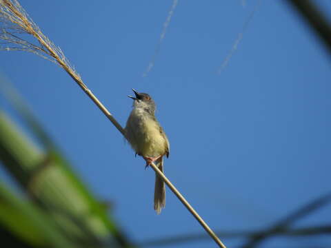 Imagem de Prinia flaviventris (Delessert 1840)