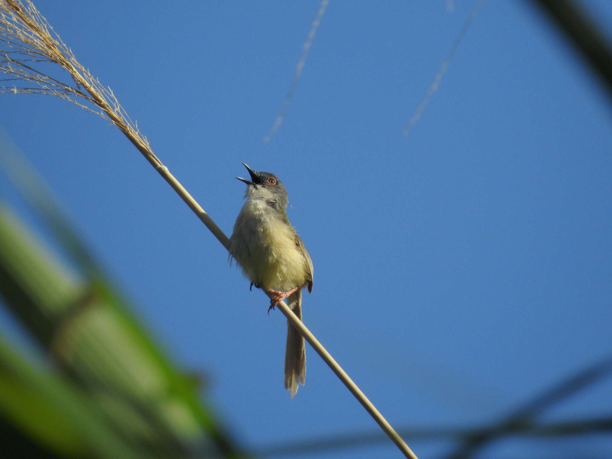 Prinia flaviventris (Delessert 1840) resmi