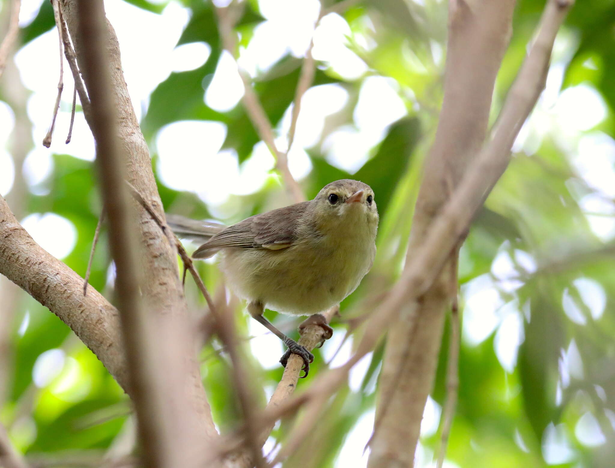 Image of Rodrigues Warbler