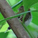 Image of Fork-tailed Pygmy-Tyrant
