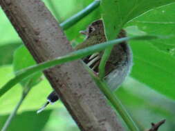 Image of Fork-tailed Pygmy-Tyrant