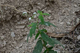 Image of Heliotropium rufipilum (Benth.) I. M. Johnst.