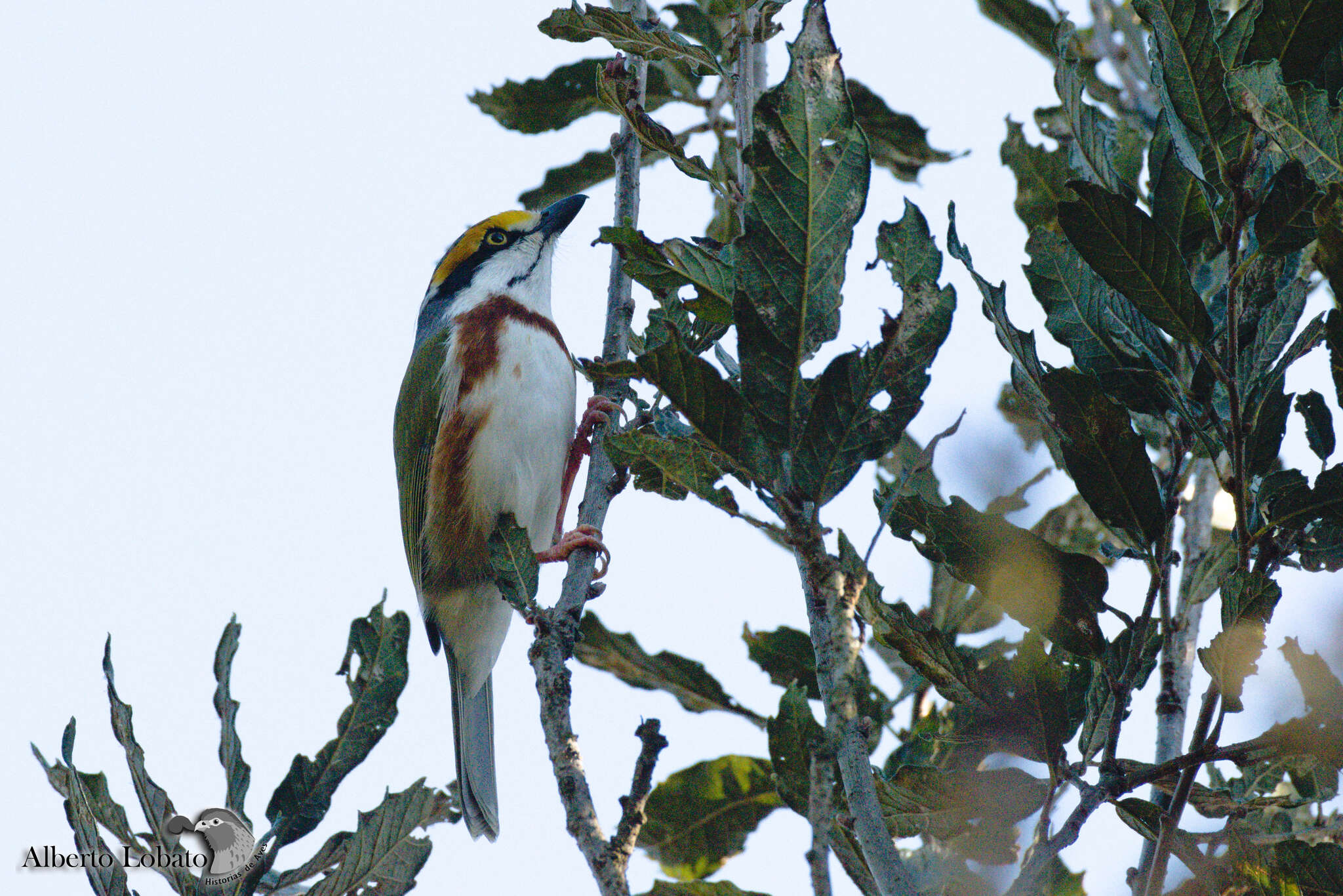 Image of Chestnut-sided Shrike-Vireo