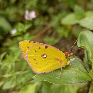 Image of Colias fieldii Ménétriès 1855