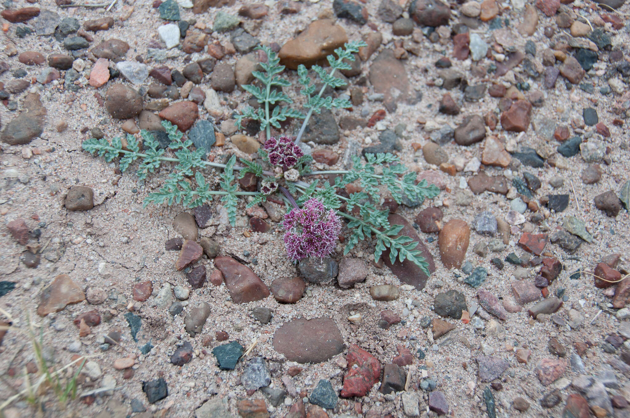 Image of bulbous springparsley