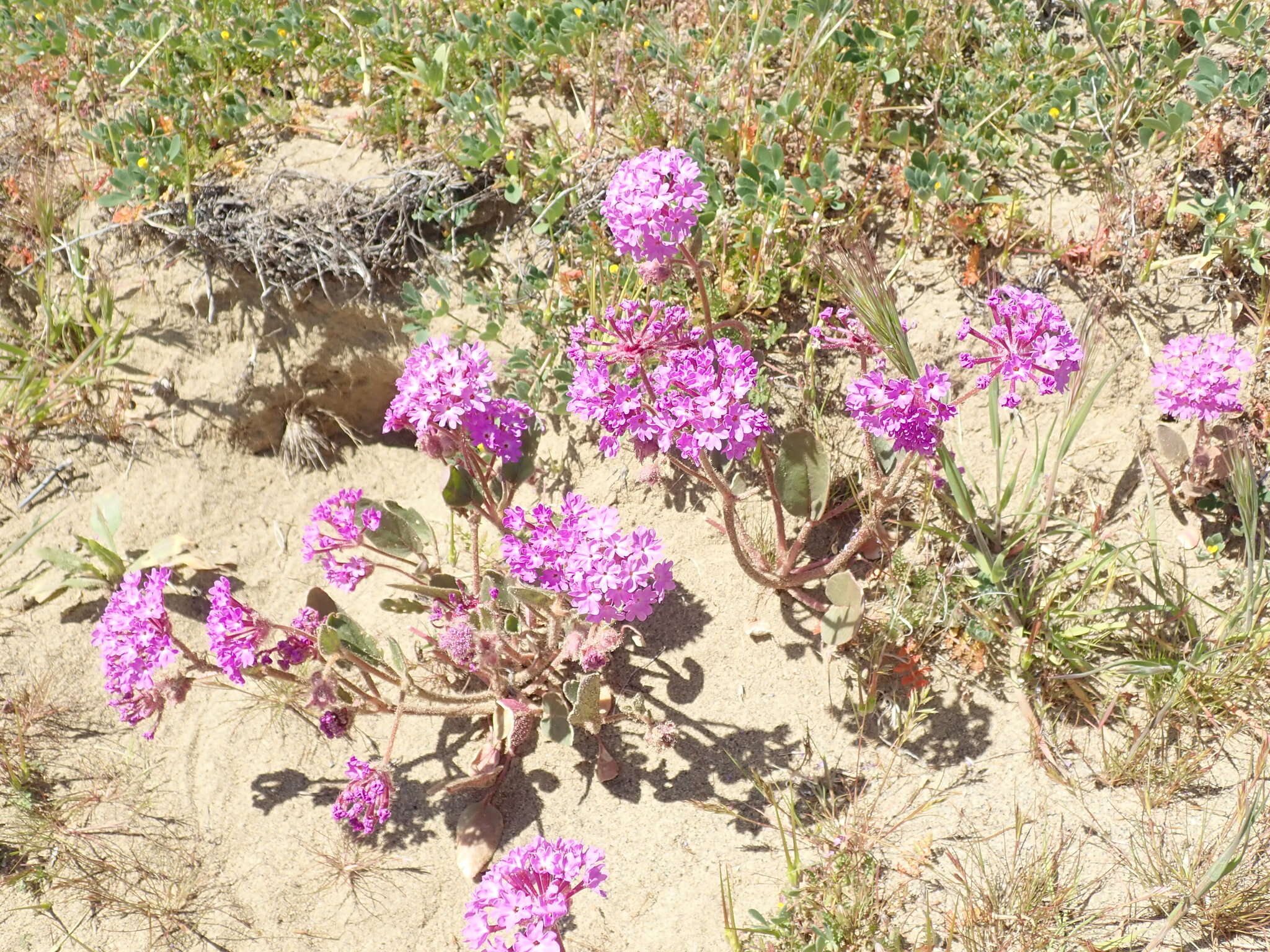 Image of Mojave sand verbena