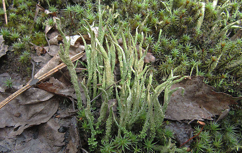 Image of cup lichen