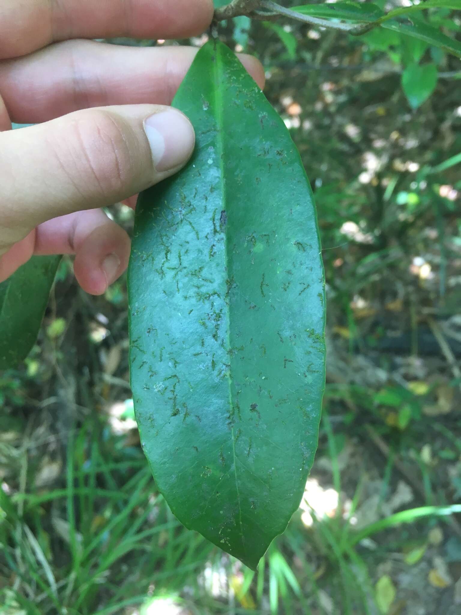 Image of Symplocos cochinchinensis (Lour.) Moore