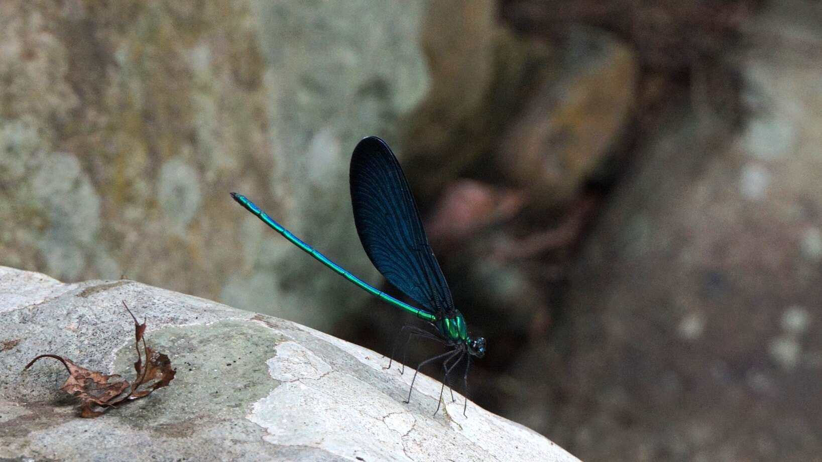 Image of Matrona cyanoptera Hämäläinen & Yeh 2000