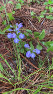 Image de Scutellaria arenicola Small