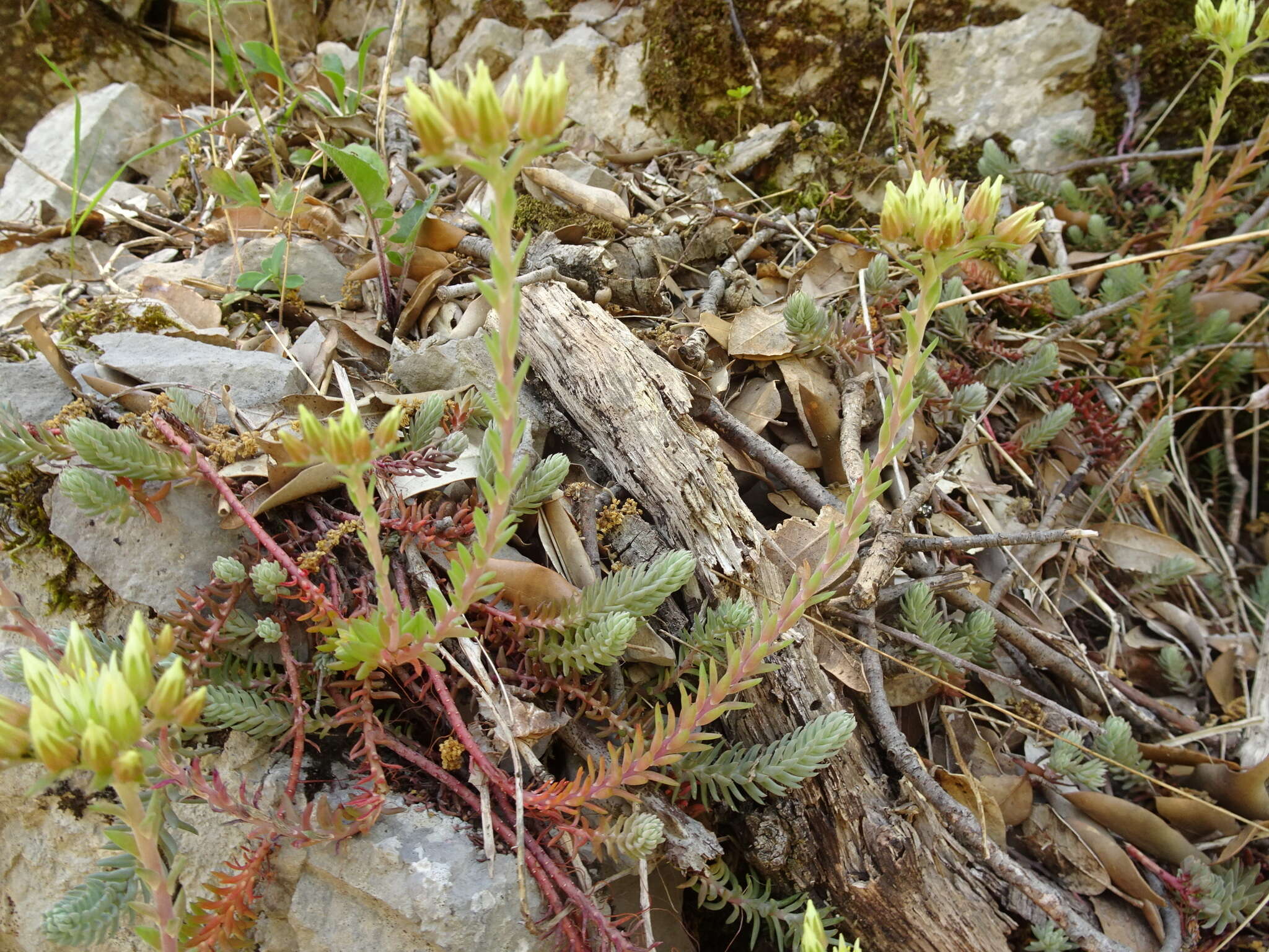 Слика од Petrosedum ochroleucum (Chaix) Niederle