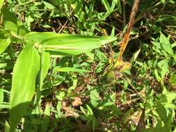 Image of Frank's sedge