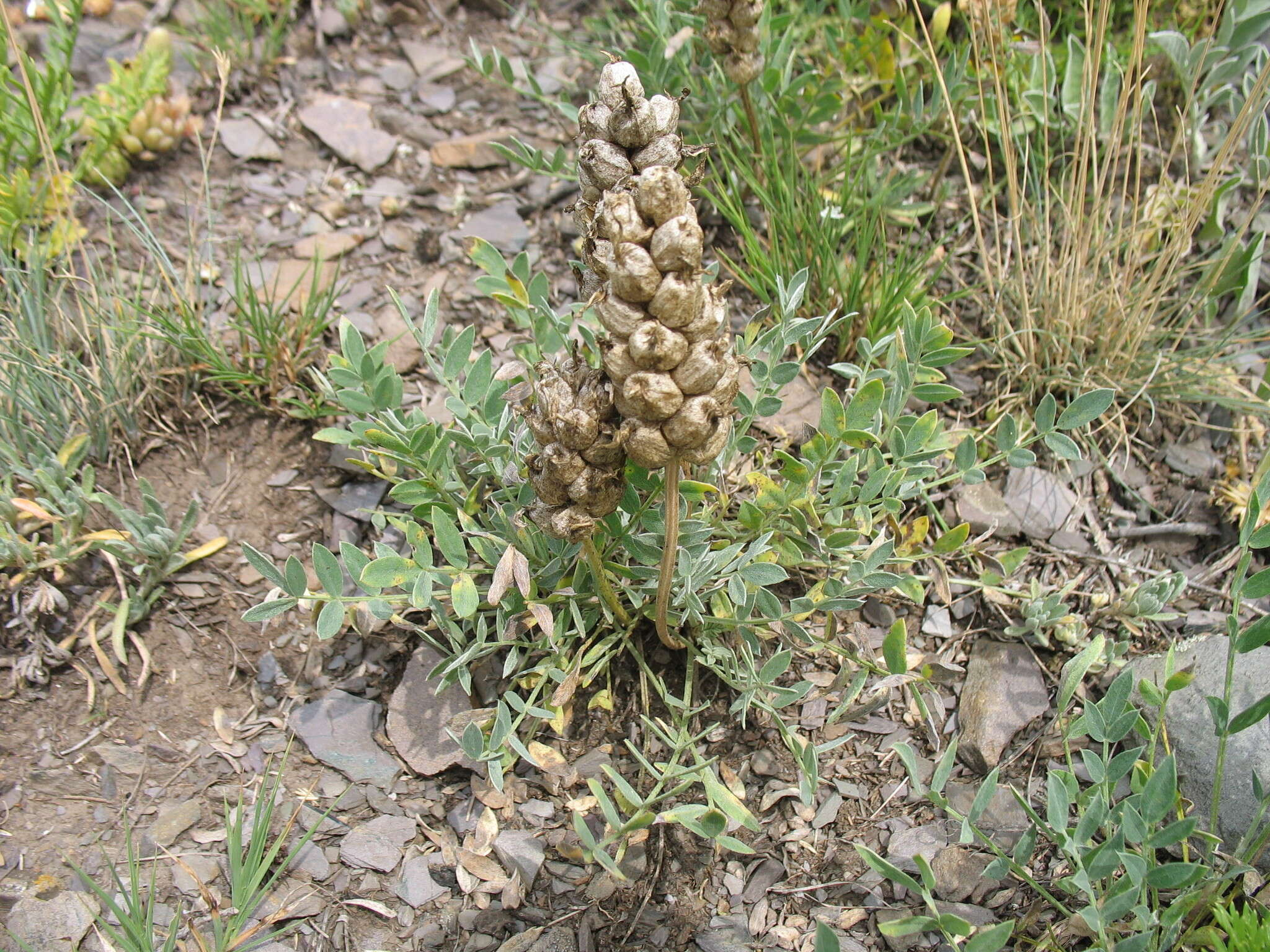 Image of Astragalus follicularis Pall.