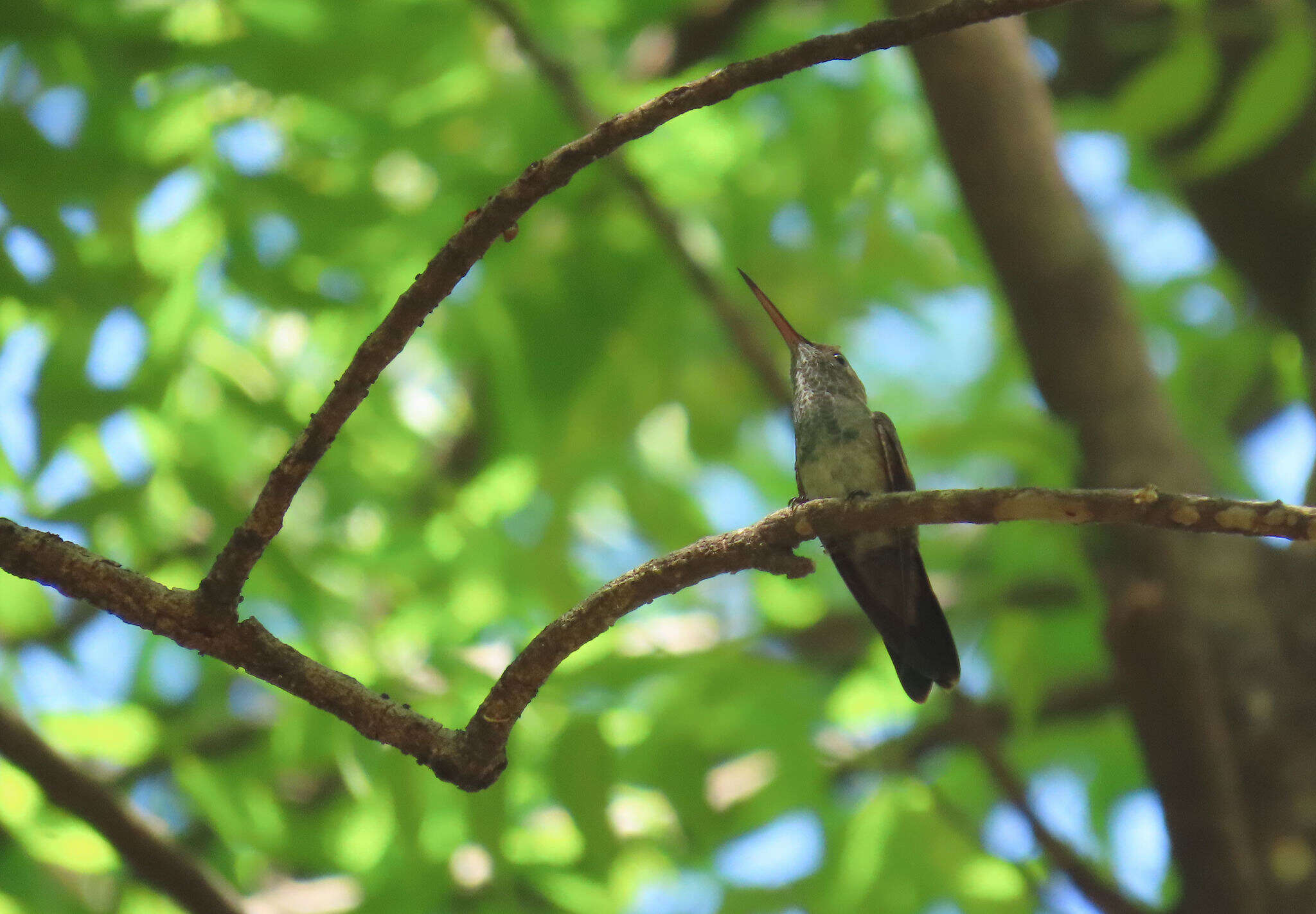 Image of Blue-tailed Hummingbird