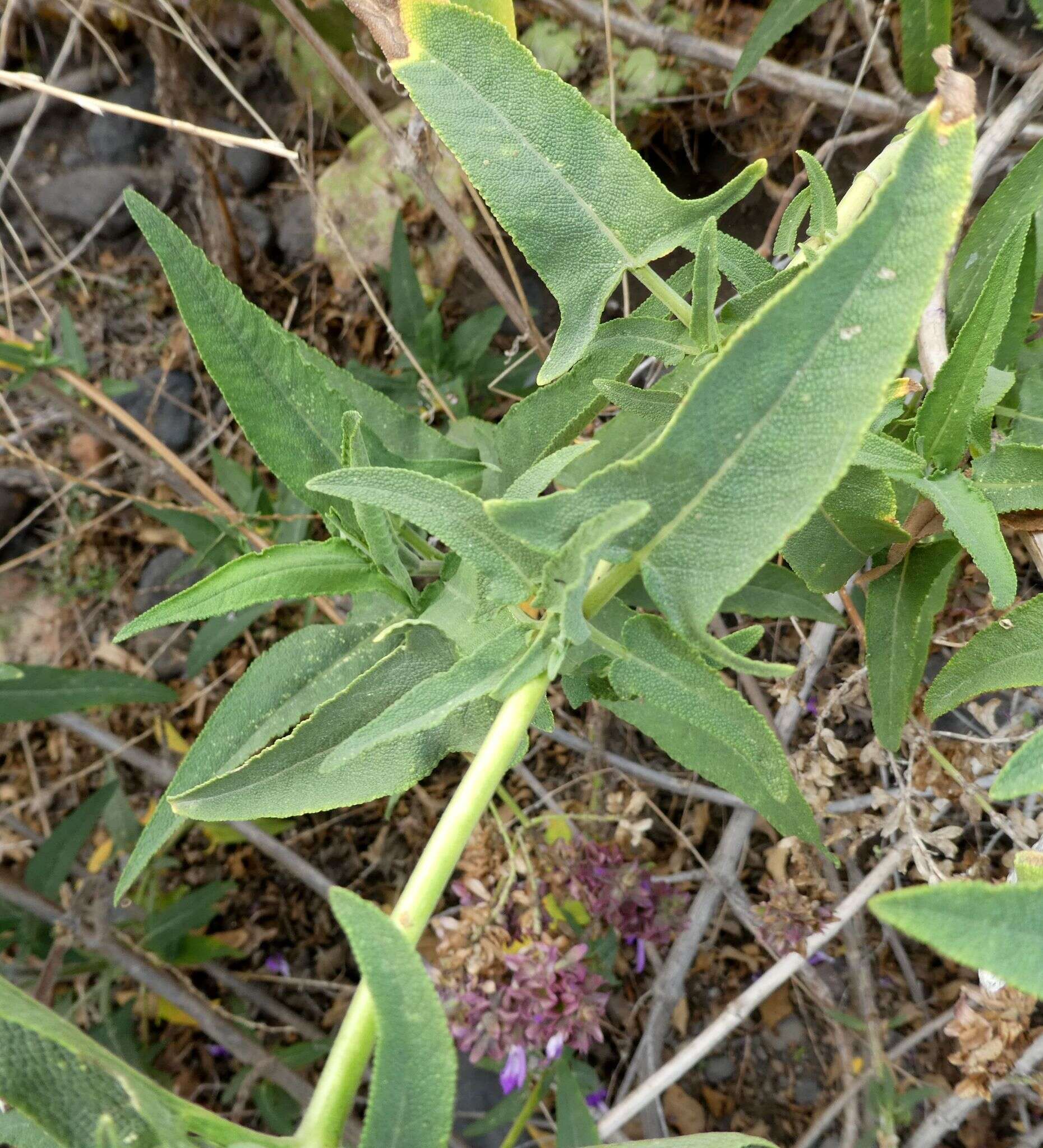 صورة Salvia canariensis L.
