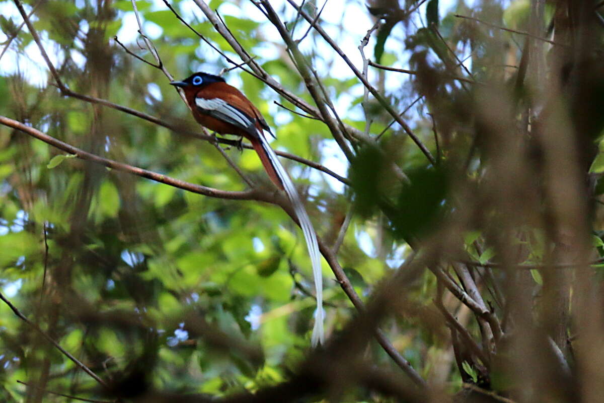 Image of Madagascar Paradise Flycatcher