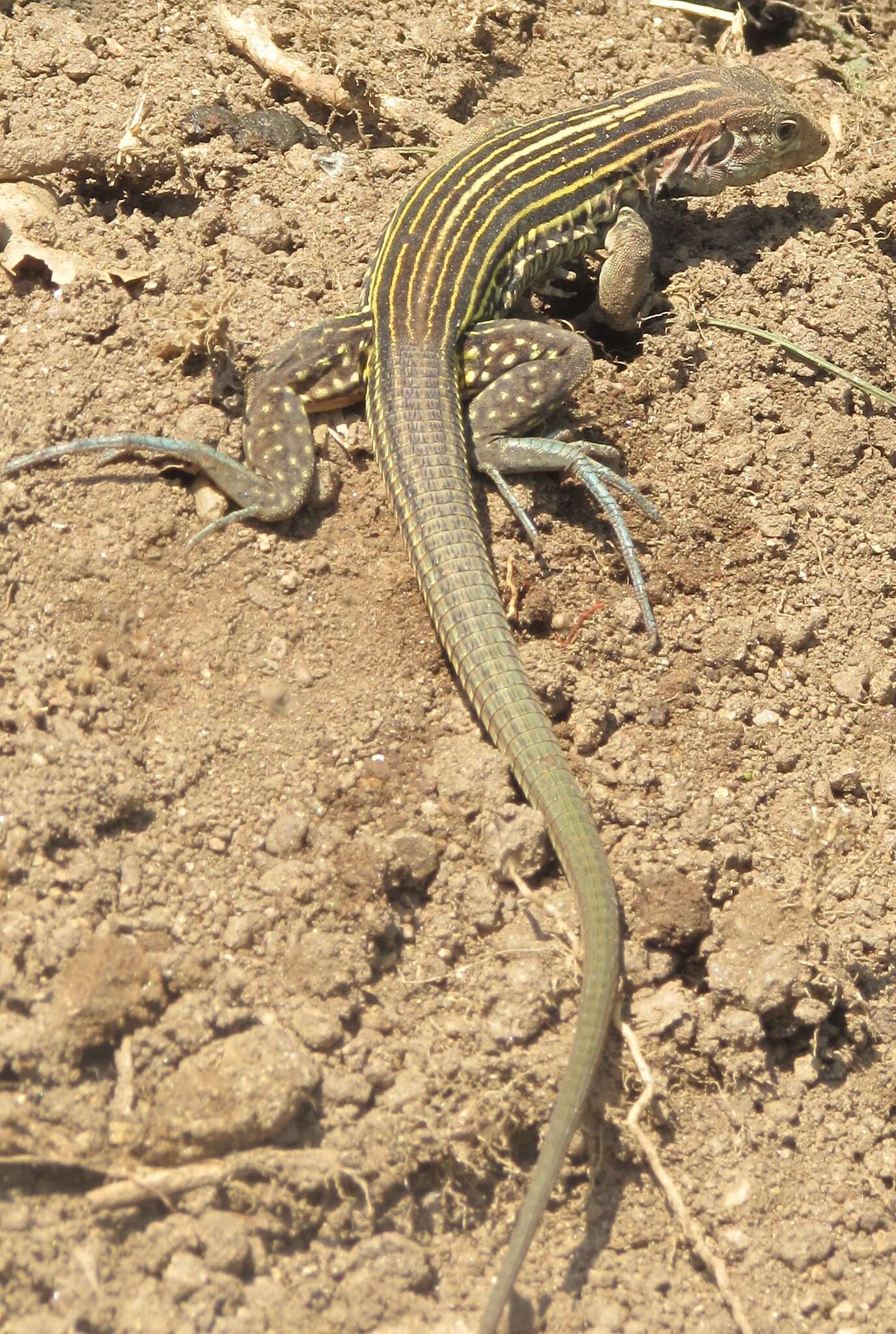 Image of Many-lined Whiptail