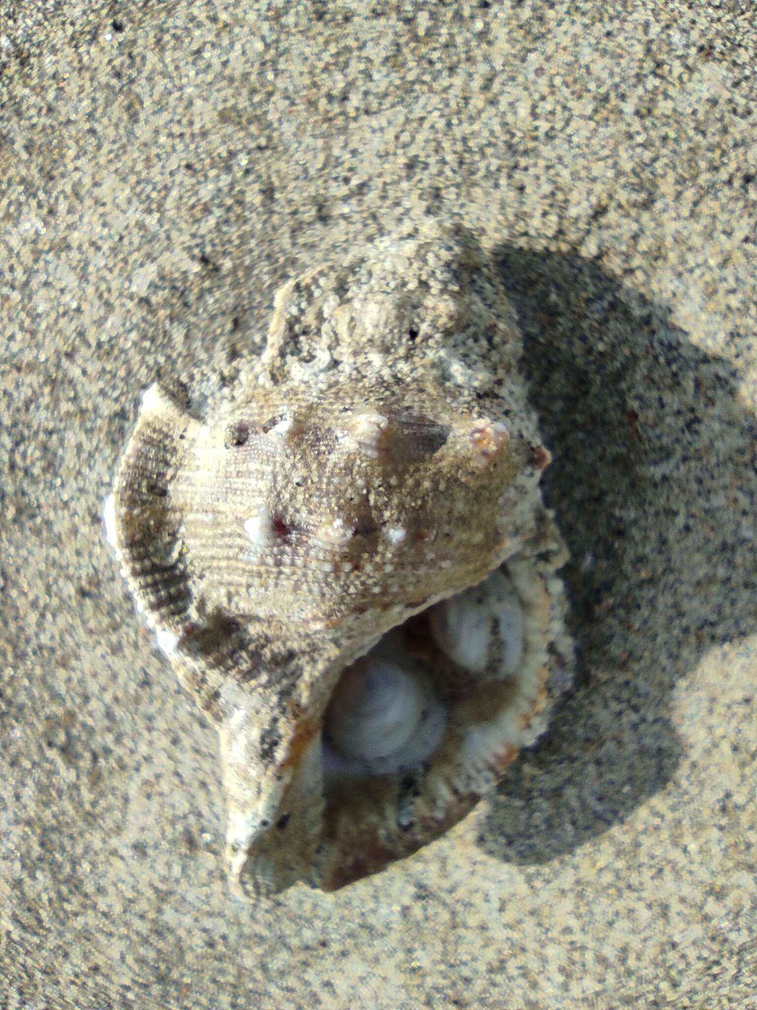 Image of frilled frogsnail